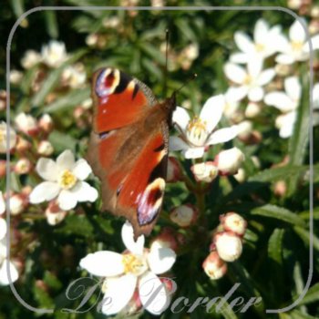 Choisya ternata 'White Dazzler'