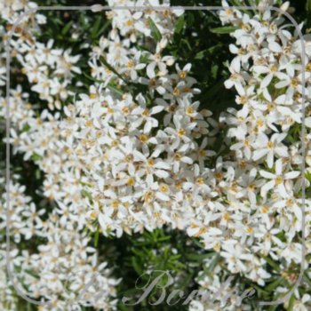 Choisya ternata 'White Dazzler'