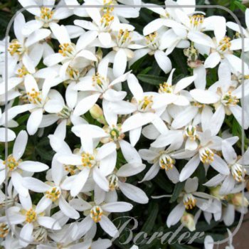 Choisya ternata 'White Dazzler'