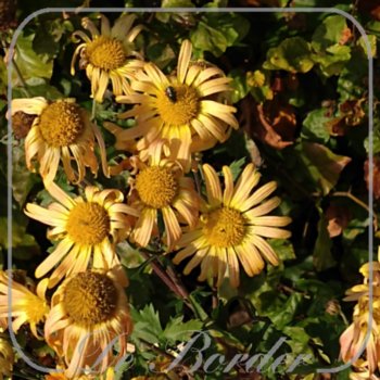 Chrysanthemum 'Mary Stoker'