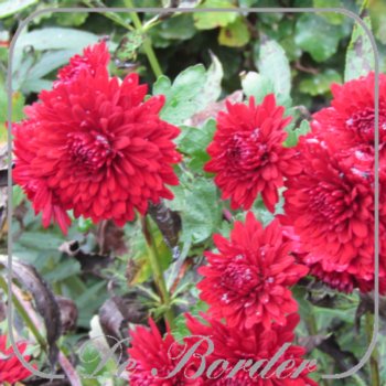 chrysanthemum-ruby-mound-883 Chrysanthemum 'Ruby Mound'