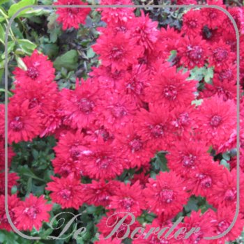 chrysanthemum-ruby-mound-885 Chrysanthemum 'Ruby Mound'