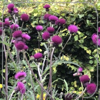Cirsium rivulare 'Trevor's Blue Wonder'