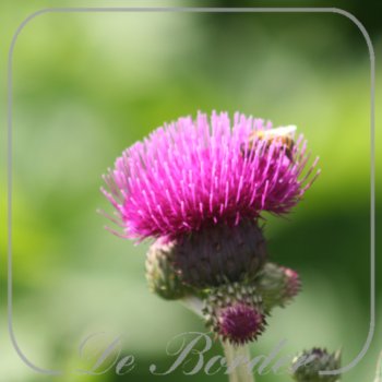 Cirsium rivulare 'Trevor's Blue Wonder'
