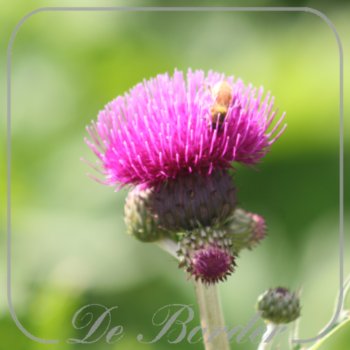 Cirsium rivulare 'Trevor's Blue Wonder'