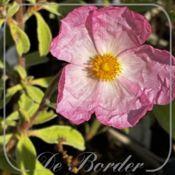 Cistus 'Silver Pink'