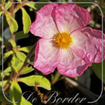 cistus-silver-pink-526 Cistus 'Silver Pink'
