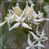 clematis-armandii-320.jpg Clematis armandii
