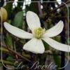 clematis-armandii-422.jpg Clematis armandii