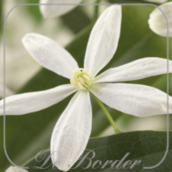 clematis-armandii-433.jpg Clematis armandii