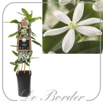 clematis-armandii-435.jpg Clematis armandii