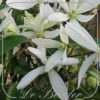clematis-armandii-506.jpg Clematis armandii