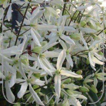 clematis-armandii-571.jpg Clematis armandii