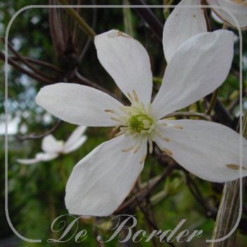 clematis-armandii-836.jpg Clematis armandii