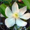 clematis-armandii-900.jpg Clematis armandii