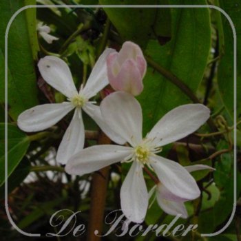 Clematis armandii 'Apple Blossom'