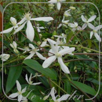 Clematis armandii 'Snowdrift'
