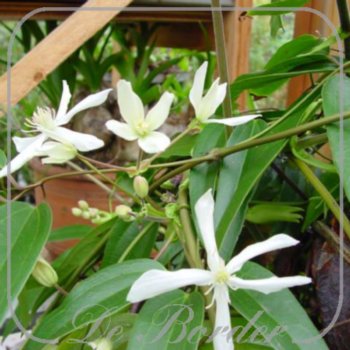 Clematis armandii 'Snowdrift'