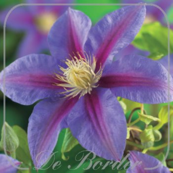 Clematis 'Barbara Jackman'
