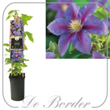 Clematis 'Barbara Jackman'