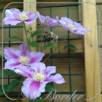 Clematis 'Barbara Jackman'