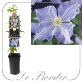 clematis-blekitny-aniol-243 Clematis 'Blekitny Aniol'