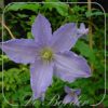clematis-blekitny-aniol-576 Clematis 'Blekitny Aniol'