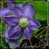 Clematis 'Blue Light'