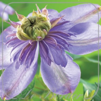 Clematis 'Blue Light'