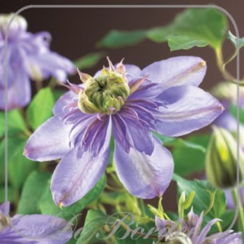 Clematis 'Blue Light'
