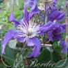 clematis-blue-pirouette-209 Clematis 'Blue Pirouette'