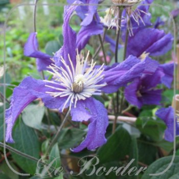 clematis-blue-pirouette-209 Clematis 'Blue Pirouette'