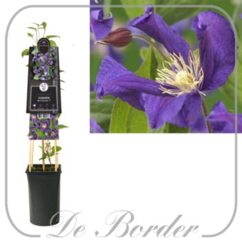 clematis-blue-pirouette-483 Clematis 'Blue Pirouette'