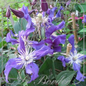 clematis-blue-pirouette-924 Clematis 'Blue Pirouette'