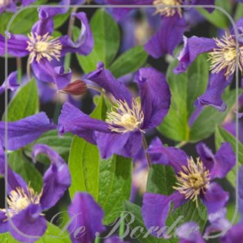 clematis-blue-pirouette-925 Clematis 'Blue Pirouette'