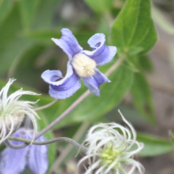 Clematis 'Blue Ribbons'