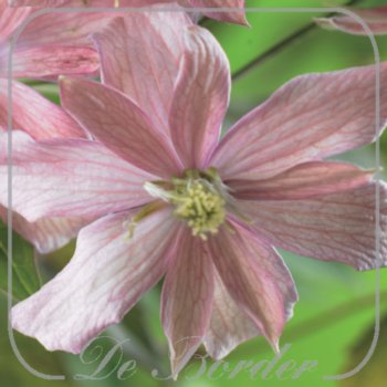 Clematis 'Broughton Star'