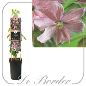 Clematis 'Broughton Star'