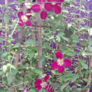 Clematis 'Burning Love'