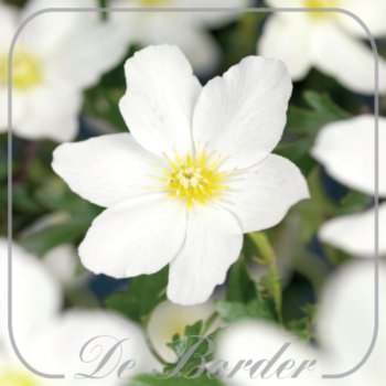 Clematis cartmanii 'Avalanche'