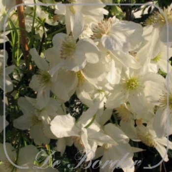 clematis-cartmanii-avalanche-118.jpg Clematis cartmanii 'Avalanche'