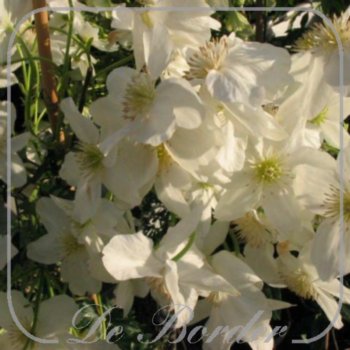 clematis-cartmanii-avalanche-538.jpg Clematis cartmanii 'Avalanche'