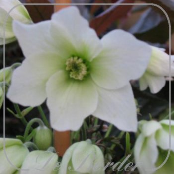 clematis-cartmanii-avalanche-955.jpg Clematis cartmanii 'Avalanche'