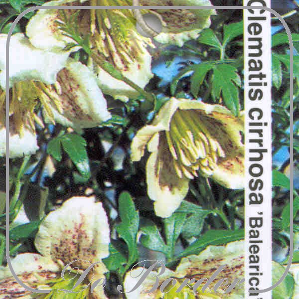 Clematis cirrhosa var. balearica