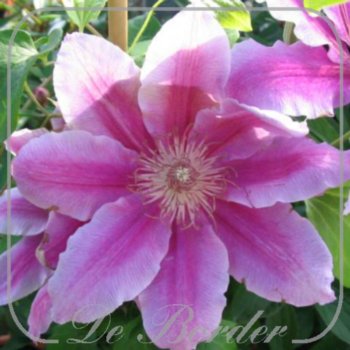 Clematis 'Dr Ruppel'