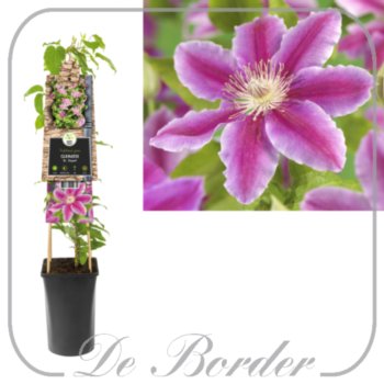 Clematis 'Dr Ruppel'
