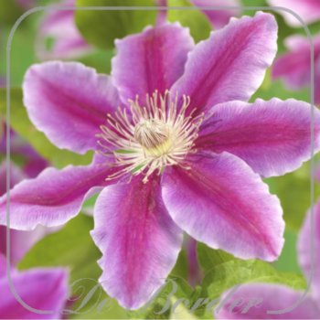 Clematis 'Dr Ruppel'