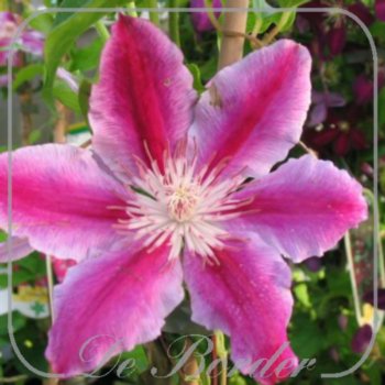 Clematis 'Dr Ruppel'