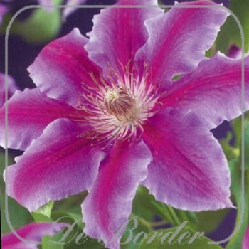 Clematis 'Dr Ruppel'
