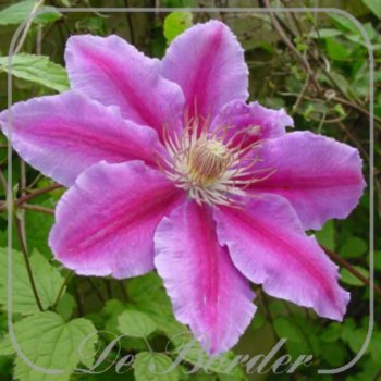 Clematis 'Dr Ruppel'